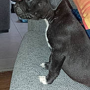 Naīa a rejoint le concours — aidez-le/la à gagner de superbes lots ! puppy, dog, black_dog, white_paws, couch, sofa, indoor, pet, animal, side_view, curious, sitting, furniture, pillow, home, cozy, small_dog, young_dog, canine, domestic_animal