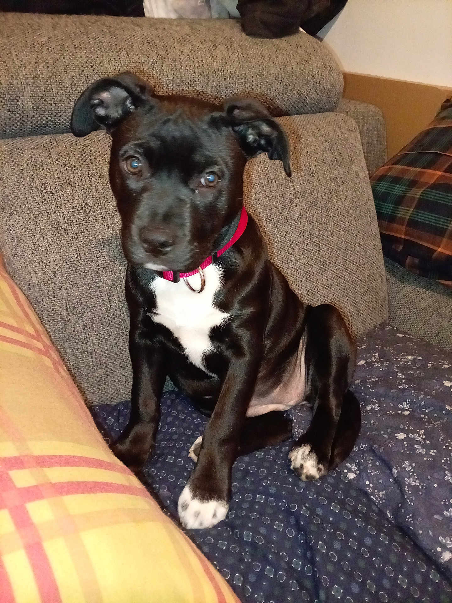 Naīa a rejoint le concours — aidez-le/la à gagner de superbes lots ! puppy, dog, black_dog, white_markings, collar, pet, couch, cushion, indoor, animal, sitting, cute, young_dog, fur, ears, paw, looking, face, domestic_animal, pet_care