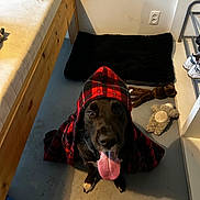 Echo joined the competition — help win amazing prizes! animal, bed, black_dog, canine, cute, dog, domestic, floor, furniture, happy, hood, indoor, paw, pet, pet_bed, plaid_clothing, playful, room, tongue_out, toy