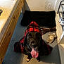 animal, bed, black_dog, canine, cute, dog, domestic, floor, furniture, happy, hood, indoor, paw, pet, pet_bed, plaid_clothing, playful, room, tongue_out, toy