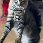 Sunflower joined the competition — help win amazing prizes! animal, cat, curious, domestic, ears, eyes, fur, furniture, household, indoor, leaping, mammal, motion, pet, playful, standing, tabby, toy, whiskers, wooden_floor