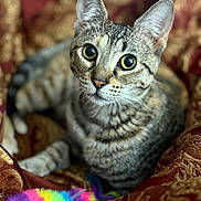 Tiki Louise joined the competition — help win amazing prizes! big_eyes, blanket, bokeh, cat, close_up, cozy, curious, ears, feline, indoor, patterned_fabric, paw, pet, plush, portrait, rainbow_toy, striped_fur, tabby_cat, toy, whiskers