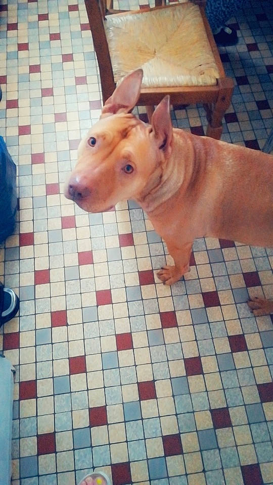 Magnum participe au concours pour gagner de l'argent avec cette photo : blue, companion_dog, dog, dog_breed, fawn, floor, flooring, hardwood, livestock, metal, pattern, pet_supply, shipping_box, snout, sporting_group, tail, terrestrial_animal, toy, wood, working_animal