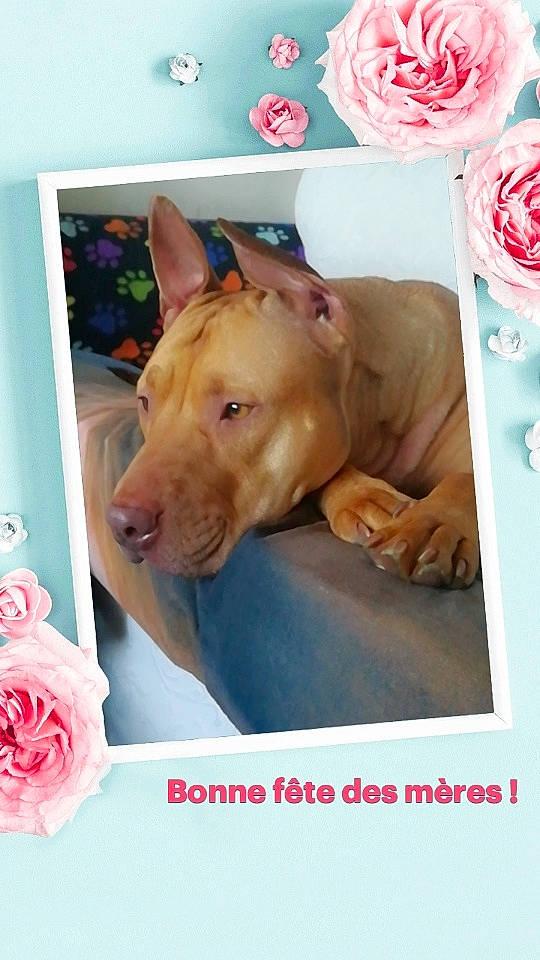 Magnum a rejoint le concours — aidez-le/la à gagner de superbes lots ! canidae, carnivore, companion_dog, dog, dog_breed, dog_supply, ear, fawn, liver, petal, photo_caption, picture_frame, pink, plant, rose, rose_family, rose_order, snout, sporting_group, working_animal