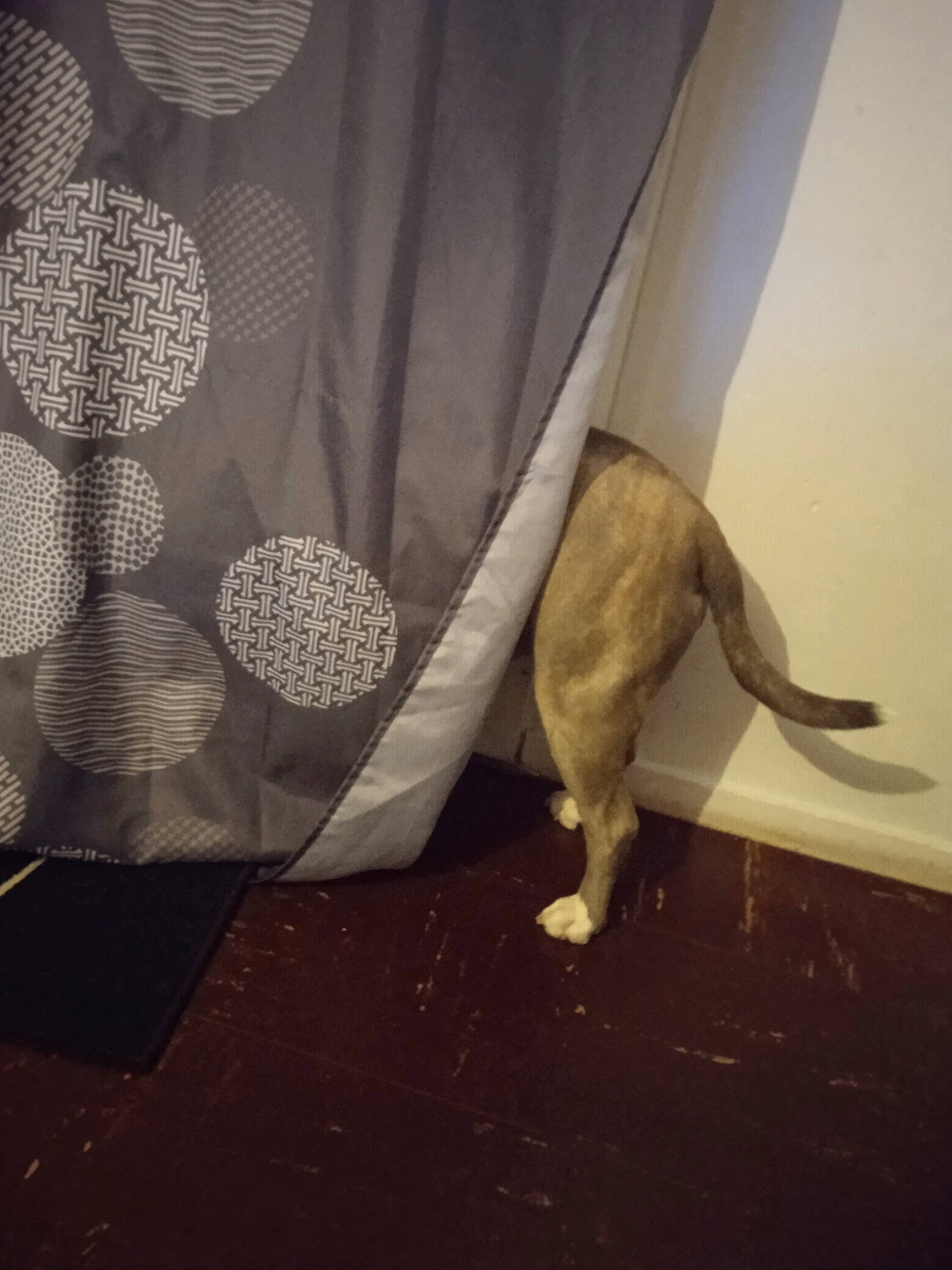 Inaya a rejoint le concours — aidez-le/la à gagner de superbes lots ! carnivore, cat, comfort, companion_dog, curtain, dog_breed, fawn, felidae, floor, flooring, fur, hardwood, human_leg, linens, pattern, shade, small_to_medium_sized_cats, tail, tints_and_shades, wood