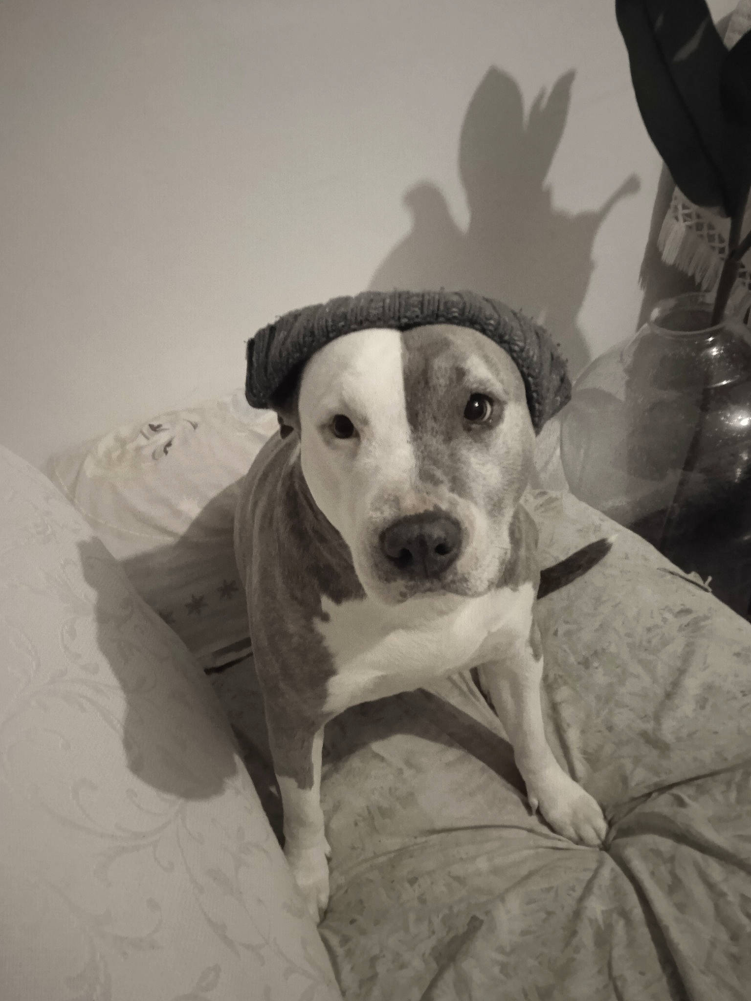 Inaya participe au concours pour gagner de l'argent avec cette photo : black_and_white, canidae, carnivore, comfort, companion_dog, dog, dog_breed, ear, fawn, fedora, fur, grey, monochrome, monochrome_photography, selfie, snout, sporting_group, stock_photography, whiskers, working_animal