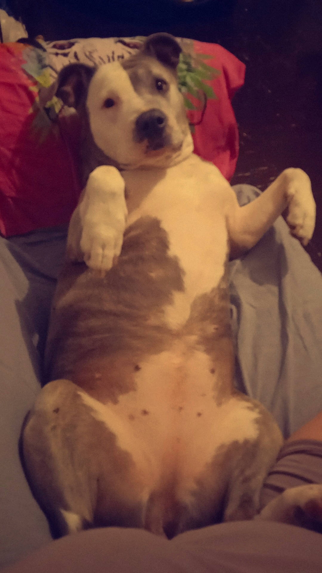 Inaya participe au concours pour gagner de l'argent avec cette photo : canidae, carnivore, chest, comfort, companion_dog, dog, dog_breed, fawn, flooring, fur, happy, mammal, non_sporting_group, paw, snout, sporting_group, tail, toy_dog, trunk, working_animal