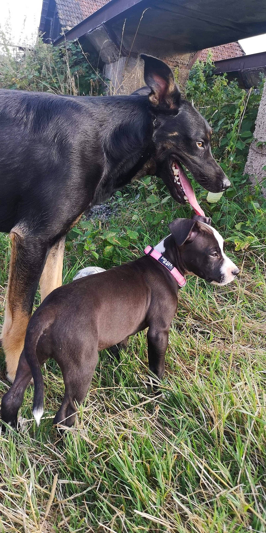 Païda participe au concours pour gagner de l'argent avec cette photo : canidae, carnivore, dog, dog_breed, greyhound, hunting_dog, mammal, snout, sporting_group, vertebrate