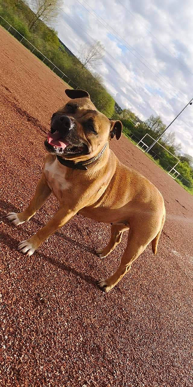 Laïka a rejoint le concours — aidez-le/la à gagner de superbes lots ! boerboel, bullmastiff, canidae, carnivore, companion_dog, dog, dog_breed, english_mastiff, fawn, mammal, molosser, non_sporting_group, olde_english_bulldogge, perro_de_presa_mallorquin, snout, vertebrate