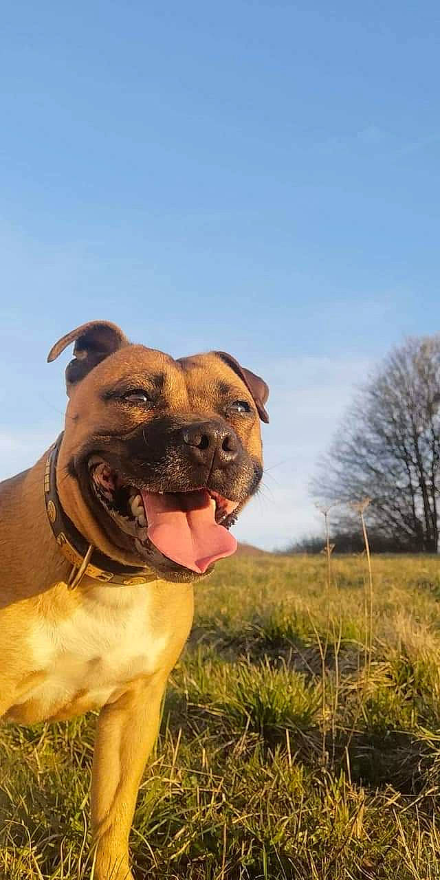 Laïka participe au concours pour gagner de l'argent avec cette photo : american_pit_bull_terrier, american_staffordshire_terrier, boerboel, bullmastiff, canidae, carnivore, dog, dog_breed, fawn, grass, mammal, molosser, non_sporting_group, perro_de_presa_canario, perro_de_presa_mallorquin, pit_bull, snout, sporting_group, staffordshire_bull_terrier, vertebrate