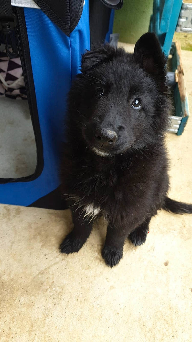 Riley participe au concours pour gagner de l'argent avec cette photo : automotive_exterior, automotive_lighting, automotive_tire, bumper, canidae, companion_dog, dog, dog_breed, electric_blue, fender, fur, gas, herding_dog, paw, tail, terrestrial_animal, vehicle_door, whiskers, working_animal, working_dog