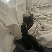 Tequila a rejoint le concours — aidez-le/la à gagner de superbes lots ! abyssinian, animal, bed, bedroom, blanket, cat, couch, cushion, furniture, homedecor, indoors, kitten, laundry, linen, manx, person, pet, quilt, room, sleeping