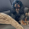 Roméo a rejoint le concours — aidez-le/la à gagner de superbes lots ! animal, black, brown, cavalier_king_charles_spaniel, companion, couch, cozy, cute, dog, fur, home, indoor, leather, long_ears, pet, pillow, portrait, relaxed, sitting, sofa