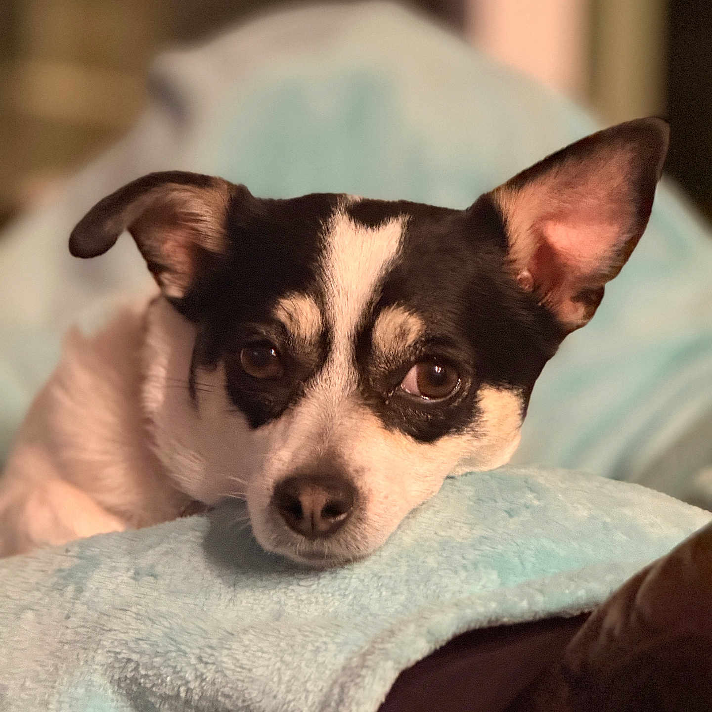Remi