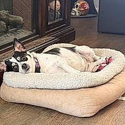 Remi is registered to the contest to win money with this photo: animal, black_and_white_dog, canine, collar, comfortable, decor, dog, domestic_pet, figurine, flooring, furniture, helmet, home_interior, household, indoor, laying_down, pet_bed, relaxed, resting, wooden_floor