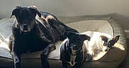 Remi is registered to the contest to win money with this photo: animal, black_dog, bone, canine, collar, companion, dog, dogs, floor, indoor, lying_down, pet_bed, relaxing, resting, shadow, spotted_dog, standing, sunlight, three_animals, white_dog