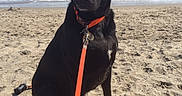Thor is registered to the contest to win money with this photo: animal, beach, black_dog, calm, collar, daytime, dog, leash, nature, ocean, outdoor, person_hand, person_legs, pet, sand, seaside, sky, sunny, water, waves