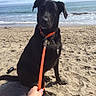 animal, beach, black_dog, calm, collar, daytime, dog, leash, nature, ocean, outdoor, person_hand, person_legs, pet, sand, seaside, sky, sunny, water, waves
