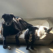 Thor is registered to the contest to win money with this photo: animal, black_dog, companion, cozy, cute, dog, dog_bed, floor, fur, home, indoor, light, lying_down, pet, relaxation, resting, shadow, standing, sunlight, white_dog