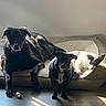 animal, black_dog, companion, cozy, cute, dog, dog_bed, floor, fur, home, indoor, light, lying_down, pet, relaxation, resting, shadow, standing, sunlight, white_dog