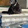Thor joined the competition — help win amazing prizes! animal, backyard, black_dog, canine, collar, contemplative, daytime, dog, fence, outdoor, pet, pool, reflection, relaxed, resting, sidewalk, summer, sunlight, water, wet_fur