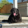 Thor is registered to the contest to win money with this photo: animal, backyard, black_dog, canine, daytime, dog, fence, fur, happy, leisure, nature, outdoor, pet, poolside, relaxed, sunny, tongue, tongue_out, water, wet_fur