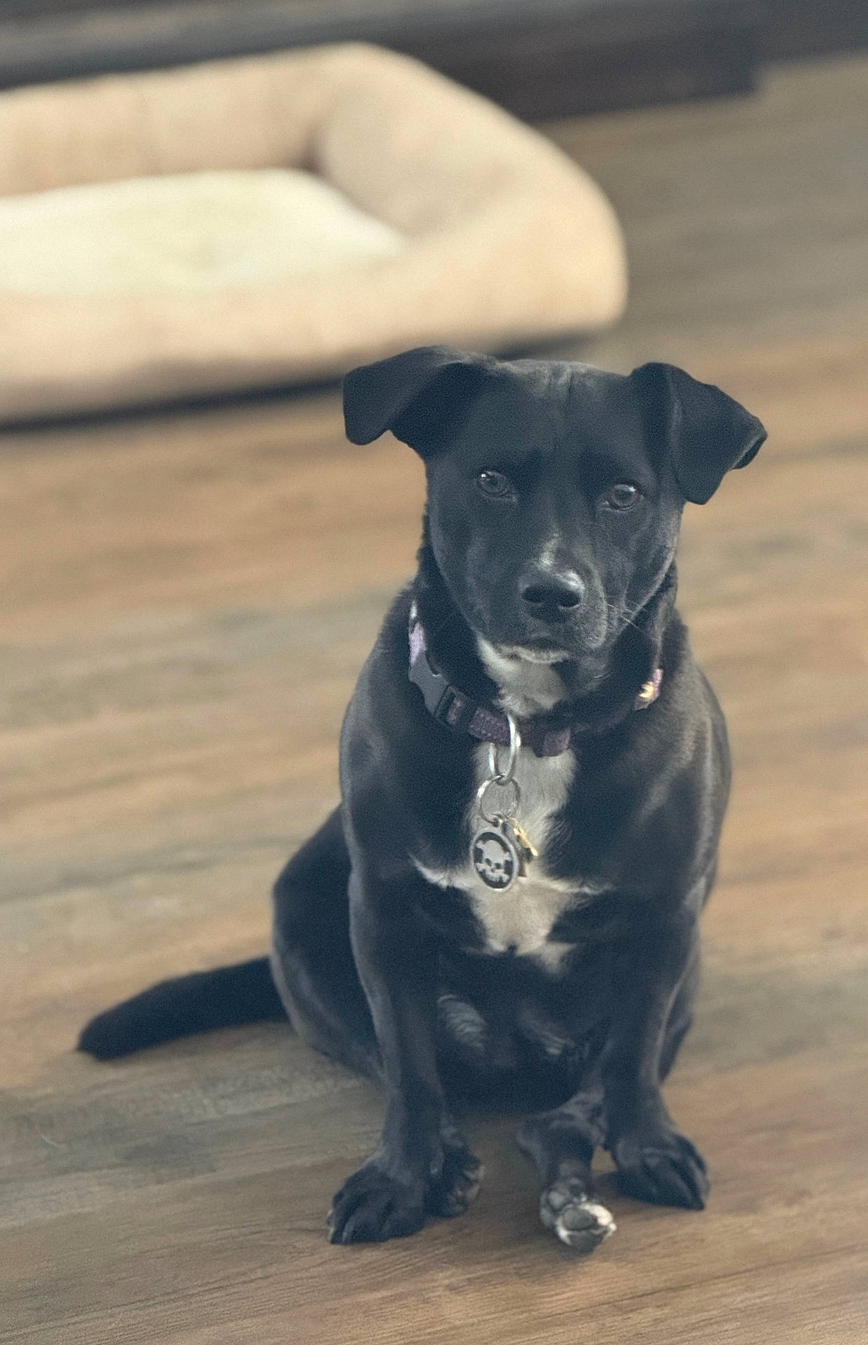 Scooter is registered to the contest to win money with this photo: animal, black_dog, brown_floor, calm, canine, collar, companion, cute, dog, dog_bed, dog_tag, domestic_animal, fur, indoor, looking_at_camera, medium_sized_dog, pet, portrait, sitting, wooden_floor