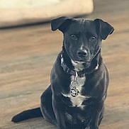 Scooter is registered to the contest to win money with this photo: animal, background, black_dog, calm, canine, collar, companion, cute, dog, dog_bed, domestic_animal, floor, fur, home, indoor, looking, pet, sitting, tag, wooden_floor