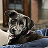 dog, black_dog, pet, collar, indoor, cushion, blue_cushion, closeup, portrait, animal, canine, fur, ears, looking, resting, domestic, friendly, cute, household, comfort