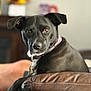 Scooter joined the competition — help win amazing prizes! dog, black_dog, pet, indoor, couch, leather, collar, animal, portrait, looking, face, ears, paw, furniture, home, cozy, domestic, relaxed, brown, background