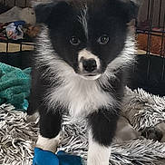 Aslo participe au concours pour gagner de l'argent avec cette photo : puppy, dog, black_and_white, fluffy, toy, rug, cage, indoor, pet, animal, cute, fur, young, playful, floor, looking, alert, small, companion, domestic