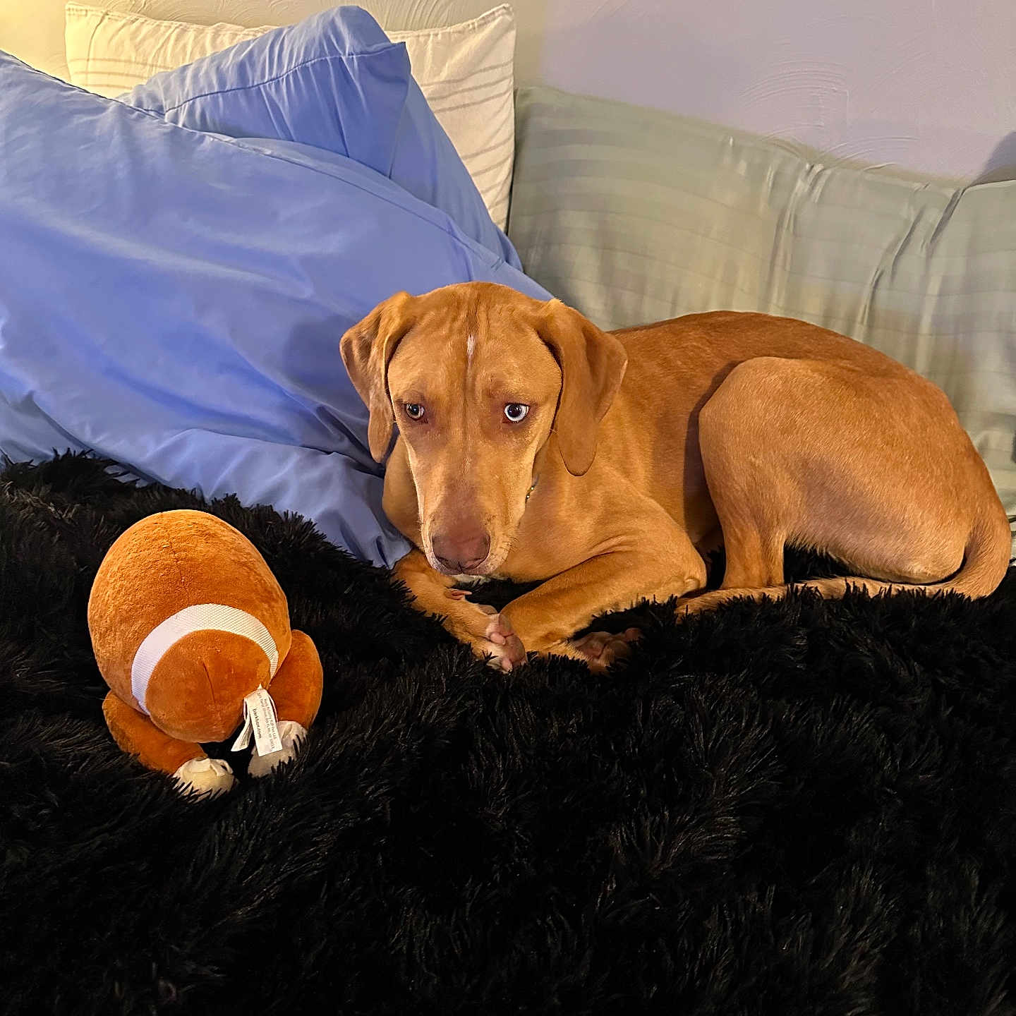 Wilma joined the competition — help win amazing prizes! animal, bed, bedroom, blanket, canine, couch, cushion, dog, dogbed, furniture, homedecor, hound, indoors, labradorretriever, person, pet, pillow, puppy, room, sleeping