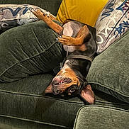 Sampson is registered to the contest to win money with this photo: dog, couch, pillows, green, yellow, upside_down, relaxed, teeth, playful, indoor, pet, fur, ears, snout, collar, home, window, fabric, comfort, smile