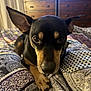 dog, pet, bed, indoor, close_up, black, tan, ears, curious, face, animal, furniture, pattern, blanket, resting, canine, cute, domestic, lying, portrait