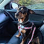 Sampson is registered to the contest to win money with this photo: dog, car_interior, passenger_seat, harness, leash, black_and_tan, pet, window, side_mirror, seat, leather, cup_holder, drink_container, daylight, animal, domestic_animal, sitting, looking, calm, restraint