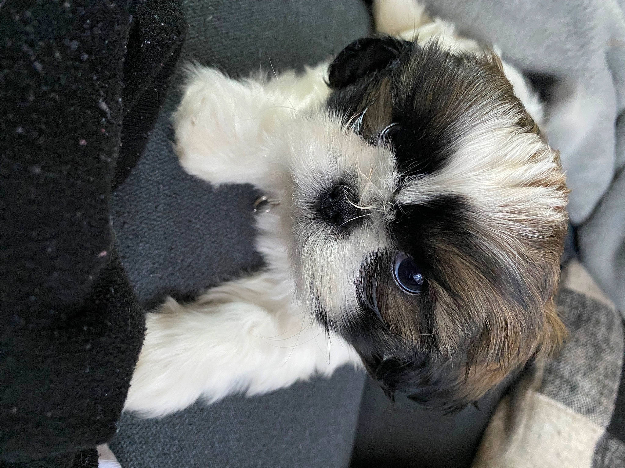 Tucker is registered to the contest to win money with this photo: camera, canidae, carnivore, companion_dog, dog, dog_breed, fawn, fur, non_sporting_group, paw, pet_supply, small_terrier, snout, tail, terrestrial_animal, terrier, toy, toy_dog, whiskers, working_animal