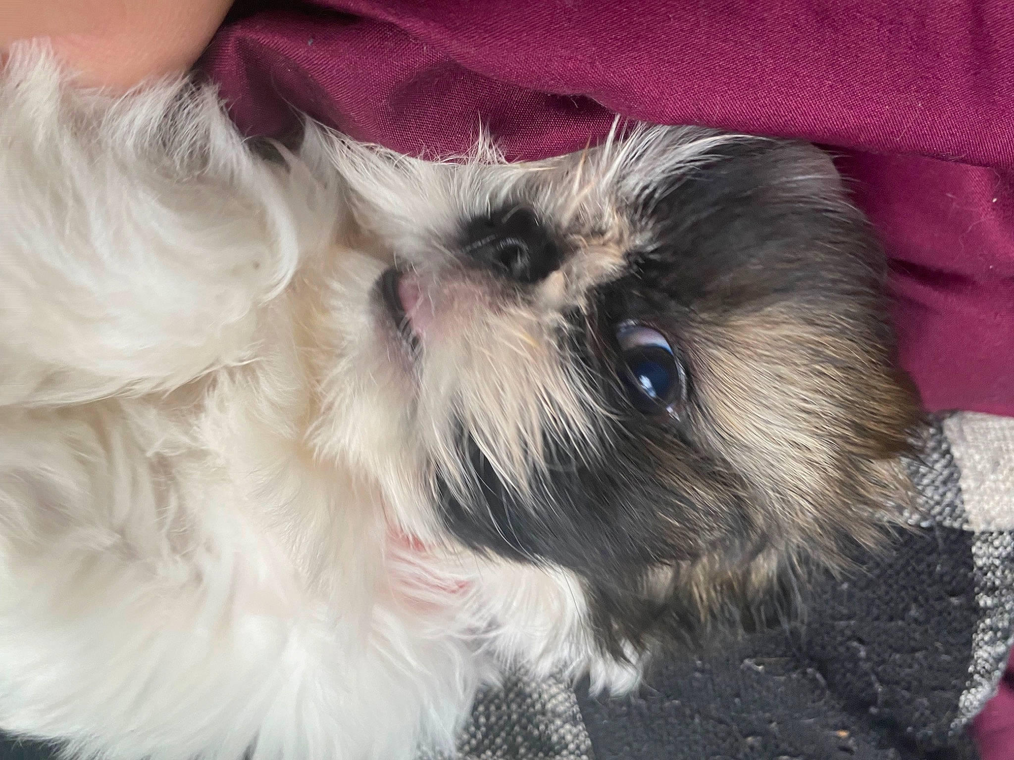 Tucker joined the competition — help win amazing prizes! canidae, carnivore, companion_dog, dog, dog_breed, dog_supply, fawn, fur, liver, mal_shi, maltepoo, shih_poo, shih_tzu, small_terrier, snout, sporting_group, terrier, toy_dog, whiskers, working_animal