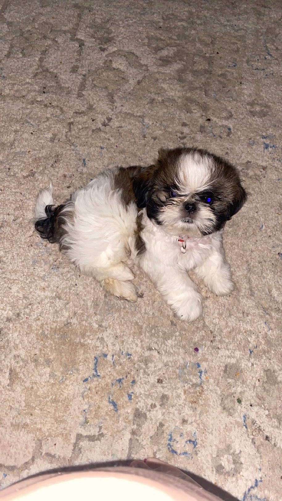 Tucker joined the competition — help win amazing prizes! canidae, carnivore, companion_dog, dog, dog_breed, dog_supply, fawn, fur, liver, mal_shi, maltepoo, shih_tzu, small_terrier, snout, sporting_group, tail, terrier, toy_dog, working_animal, yorkipoo