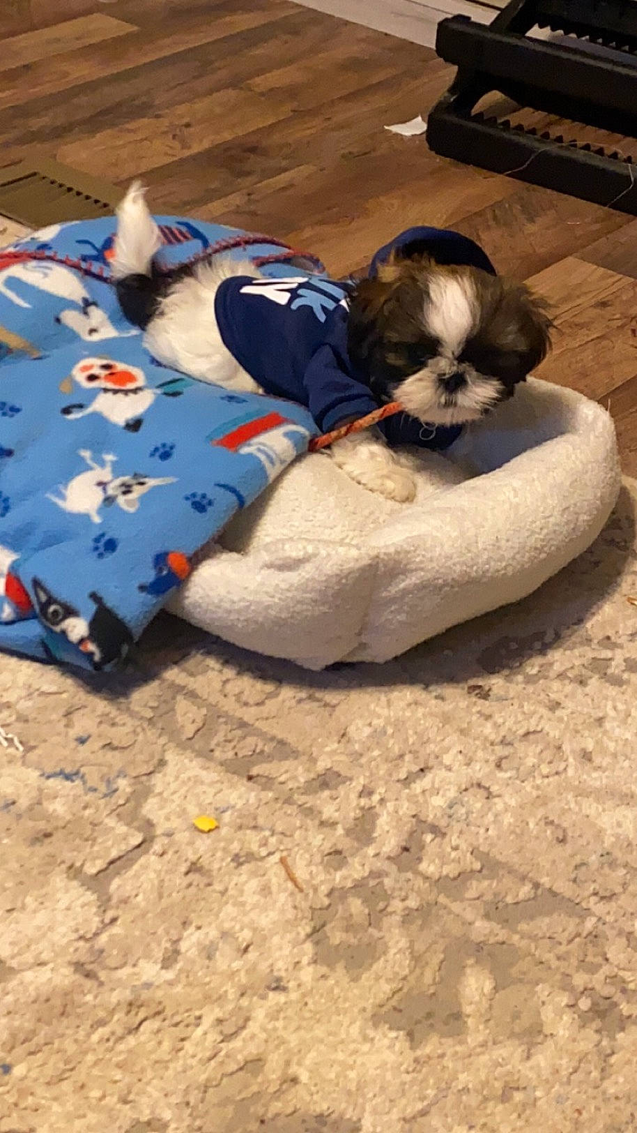 Tucker is registered to the contest to win money with this photo: beach, comfort, companion_dog, corgi_chihuahua, dog, dog_breed, dog_supply, flooring, foot, fun, fur, linens, nap, paw, sand, sitting, sporting_group, terrier, toy_dog