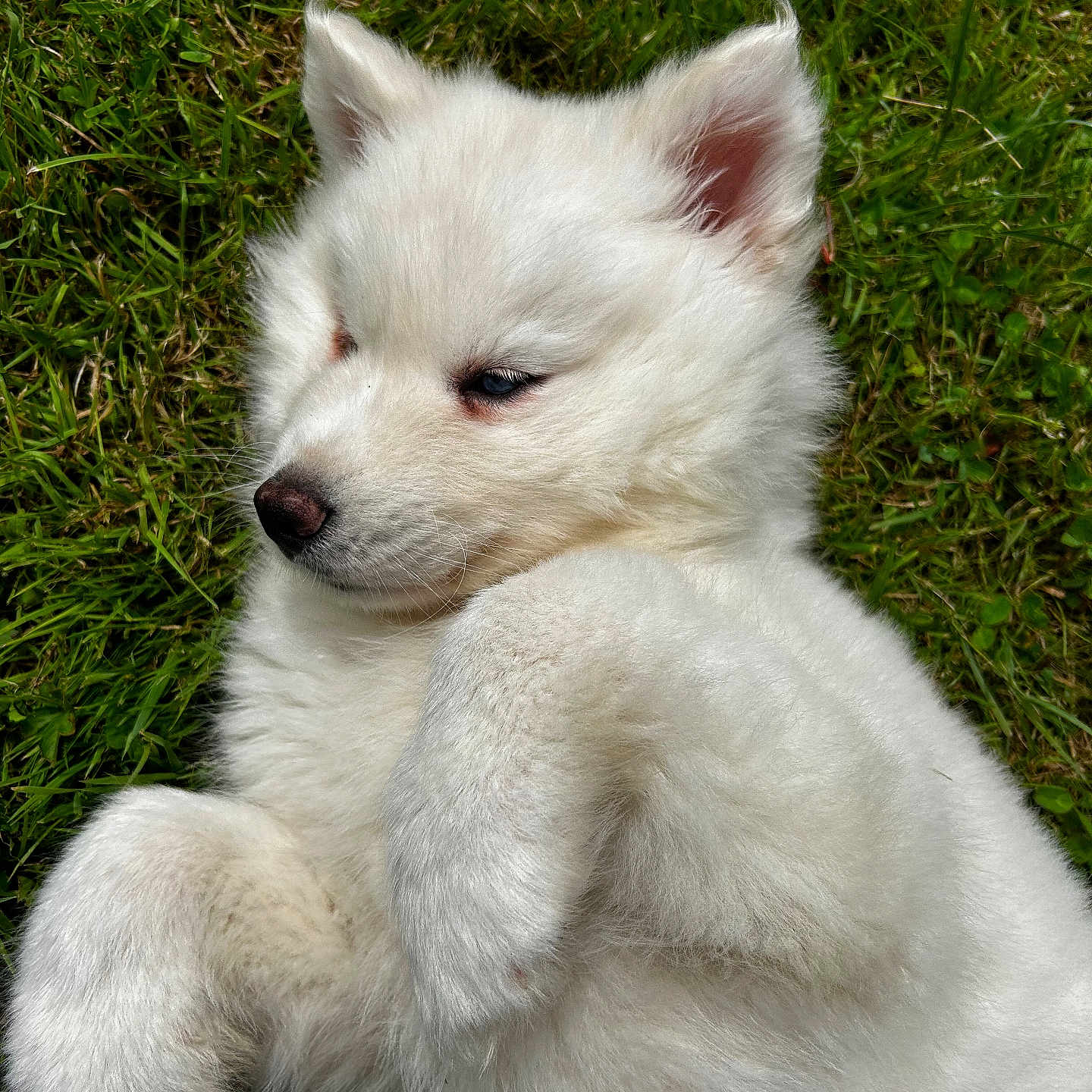 Iota participe au concours pour gagner de l'argent avec cette photo : animal, arcticfox, canine, dog, eskimodog, fox, grass, husky, lawn, pet, plant, puppy, white, whitedog