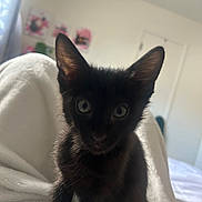 Night joined the competition — help win amazing prizes! animal, bedroom, black_cat, blanket, close_up, cozy, curious, door, ears, eyes, fur, home, indoor, kitten, light, pet, portrait, soft_texture, wall_art, young_cat