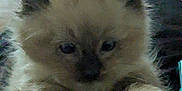Cappuccino is registered to the contest to win money with this photo: kitten, cat, fluffy, paws, ears, resting, soft, black_surface, indoor, pet, closeup, furry, cute, animal, young, whiskers, sleepy, curious, feline, domestic_cat