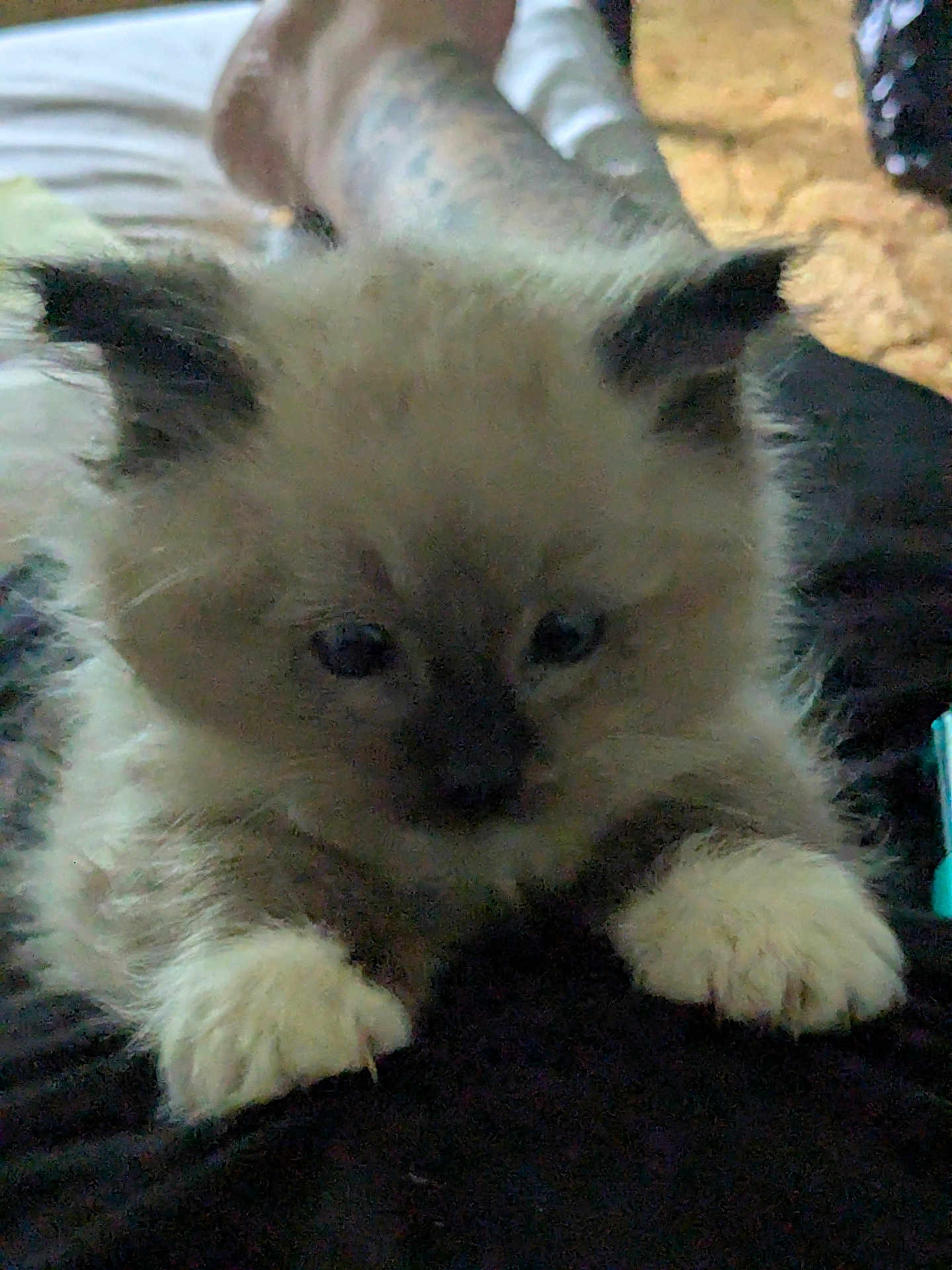 Cappuccino is registered to the contest to win money with this photo: kitten, cat, fluffy, paws, ears, resting, soft, black_surface, indoor, pet, closeup, furry, cute, animal, young, whiskers, sleepy, curious, feline, domestic_cat