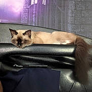 Cappuccino joined the competition — help win amazing prizes! cat, siamese_cat, sleeping, leather_couch, black_couch, furniture, indoor, mural, castle_gate, purple_light, tail, resting, cozy, pet, animal, feline, household, relaxing, background, person_partial