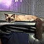 cat, siamese_cat, sleeping, leather_couch, black_couch, furniture, indoor, mural, castle_gate, purple_light, tail, resting, cozy, pet, animal, feline, household, relaxing, background, person_partial