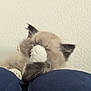 Cappuccino is registered to the contest to win money with this photo: cat, paw, fluffy, cute, shy, covering_face, cushion, blue, indoor, wall, pet, animal, feline, soft, resting, closeup, adorable, home, relaxed, sleepy
