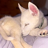 Apollo joined the competition — help win amazing prizes! puppy, dog, sleeping, white_fur, pet, animal, indoor, blanket, cute, fur, ears, paw, resting, cozy, domestic_animal, young_dog, canine, snout, collar, bed