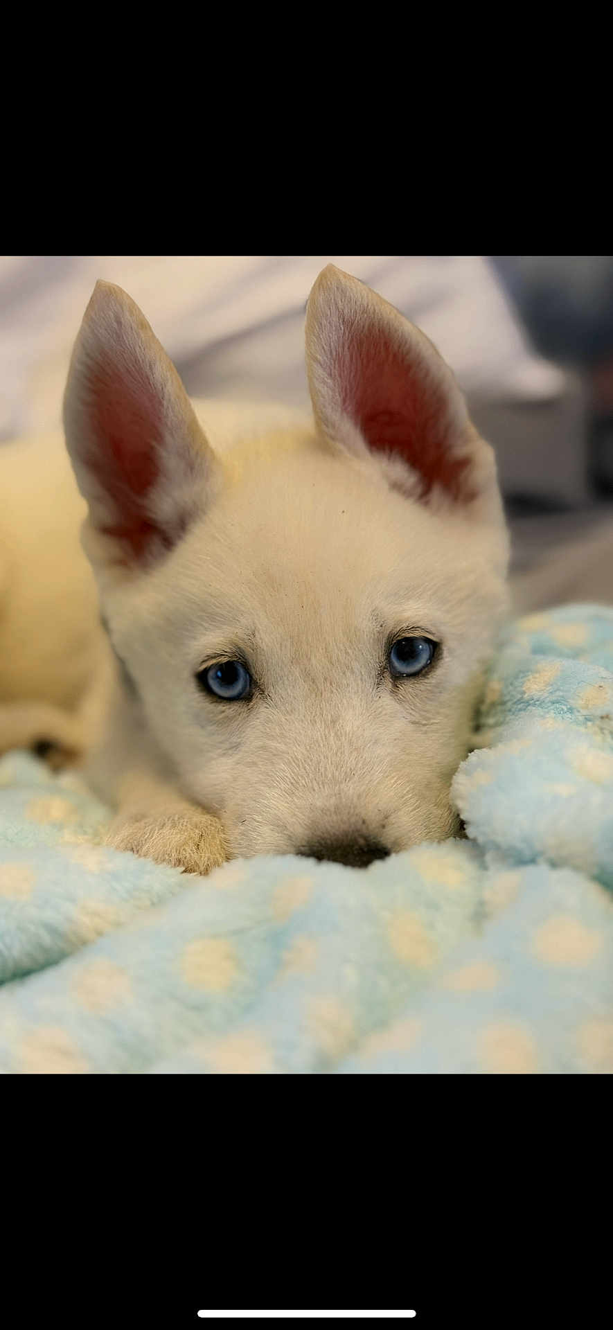 Apollo