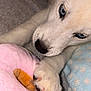 Apollo is registered to the contest to win money with this photo: puppy, dog, close_up, blue_eyes, paw, claws, plush_toy, pink, soft, blanket, cozy, fur, animal, pet, cute, indoor, resting, young, curious, white