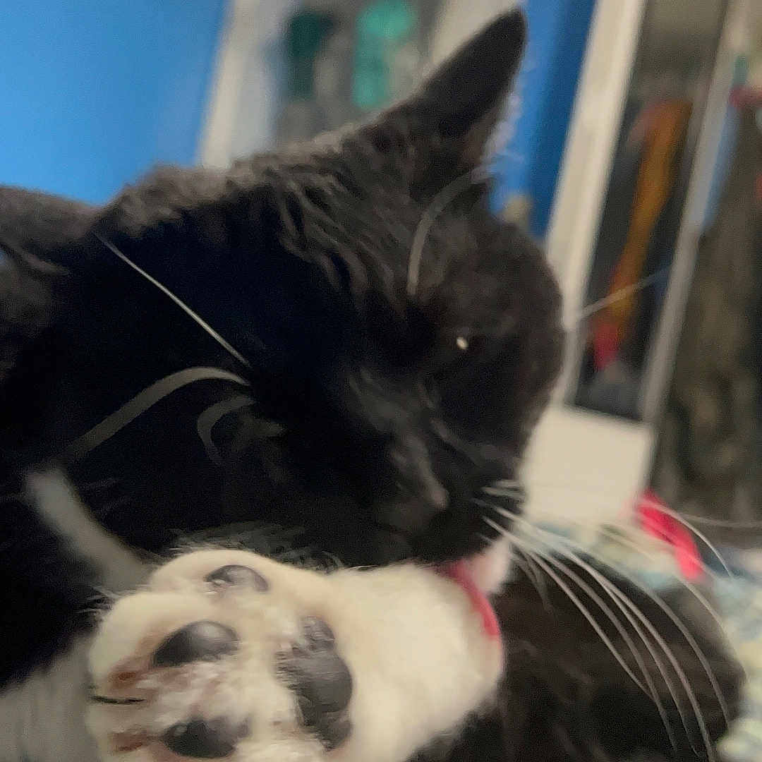 Babygirl joined the competition — help win amazing prizes! animal, architecture, blackcat, bodypart, building, canine, cat, couch, dog, furniture, hardwood, indoors, kitten, livingroom, manx, mouth, person, pet, siamese, wood